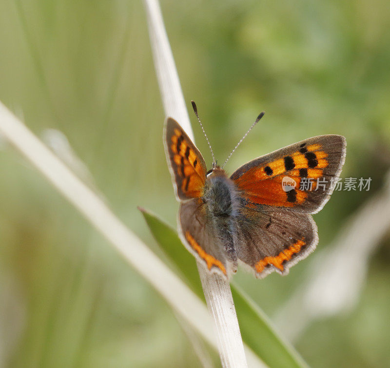 小铜蝶(Lycaena phlaeas)雌